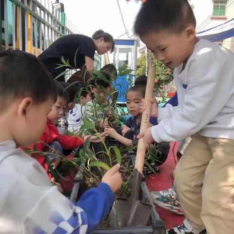 【培英实验幼儿园】3.12植树节主题活动