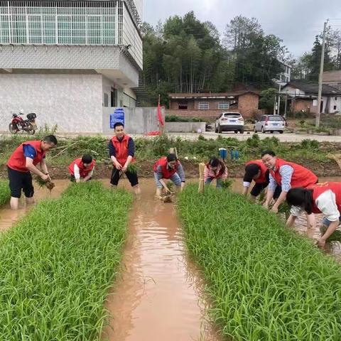 开展“青春心向党，聚力助春耕”志愿活动