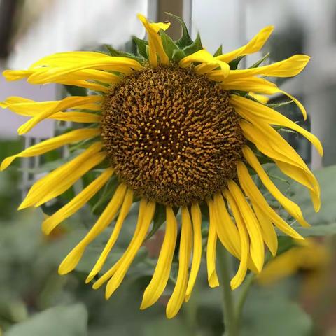 你好，向日葵🌻——古固寨镇第一幼儿园中二班班本课程