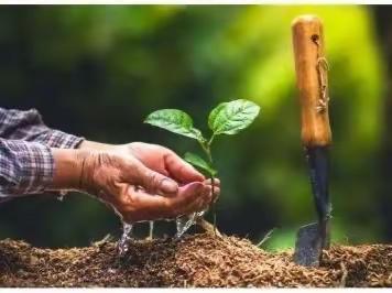 【植树节】爱绿护绿 手植春光