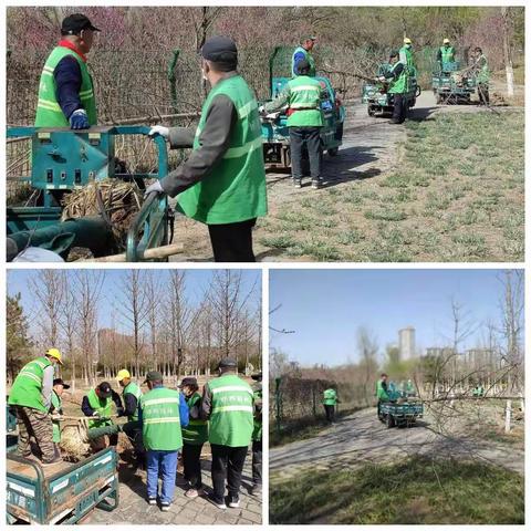 【园林局】春意盎然  赵苑公园植银杏添新绿