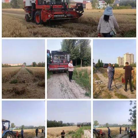 北关社区夏收工作
