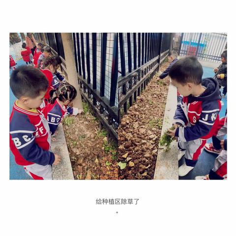 “种植绿色收获成长”--盛景天下小学附属幼儿园小一班种植园记录🍀
