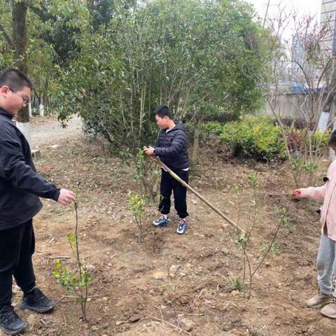 3.12植树节，快乐植树———五(3)班同学植树节活动掠影