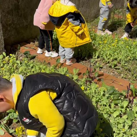 🌿美丽的春天🌿