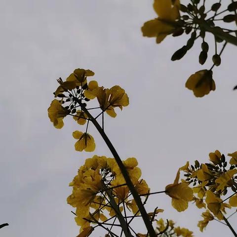 春暖花开，奔你而来！池坪九校幼儿园