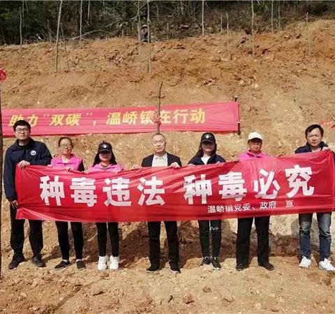 温岭温峤：万千植株 唯“毒”不种