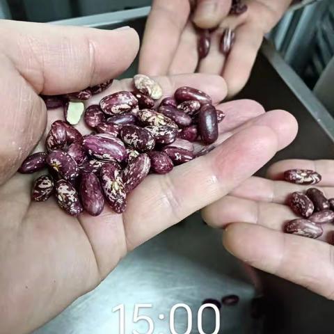 EA211餐厅异物挑选3月21日