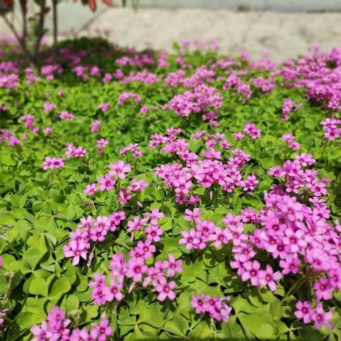 花儿装扮校园，拼搏慧星少年