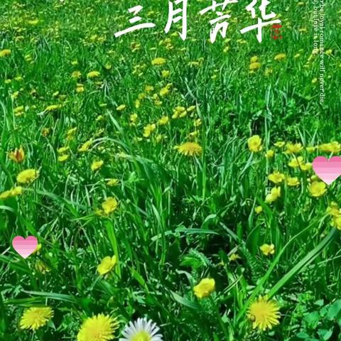 东城尚品物业服务处关爱空巢老人实施方案