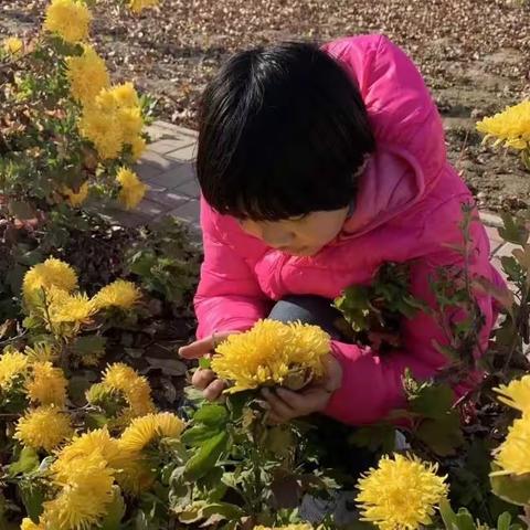 小辛庄学区“爱家乡劳动美”（二）—宋村教学点“药香润童心，育人开良方”