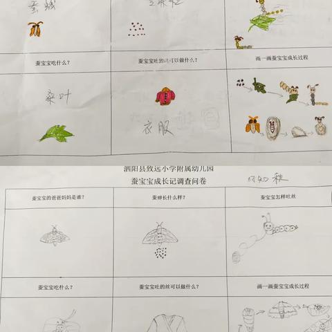 蚕和我们——致远小学附属幼儿园中四班养蚕记