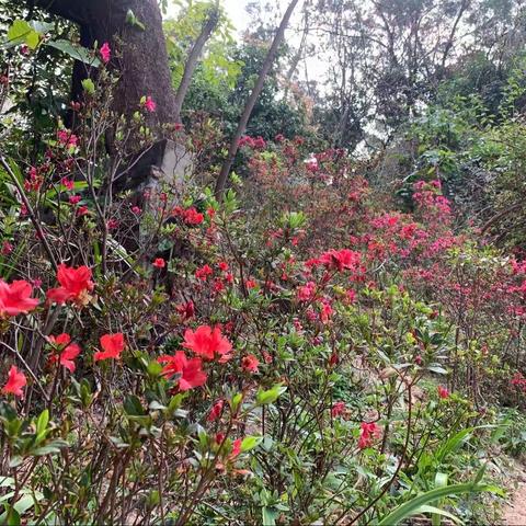 皇岗公园0312随机检整改汇报