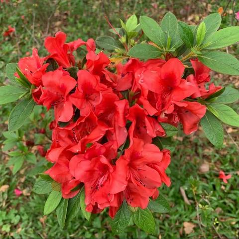 深圳湾皇岗公园0316随机检整改汇报