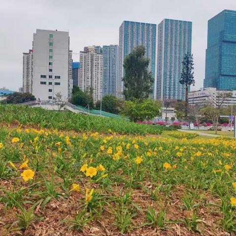 深圳湾皇岗公园2023年3月31日随机检整改汇报