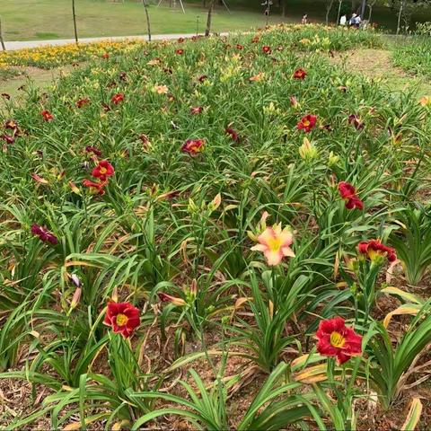 深圳湾皇岗公园2023年4月14日随机检整改汇报