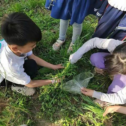 最美人间四月天，综合实践伴成长——高码头镇丁河涯小学春季综合实践活动