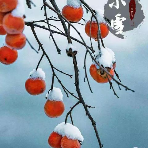 “冬来草木隐，雪落枯枝白”——聊城市实验小学领写联盟“小雪”节气作品撷英录