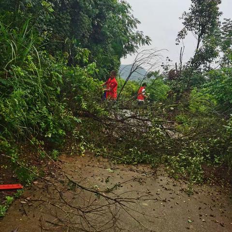 清理雨天拦路树木，保障交通安全