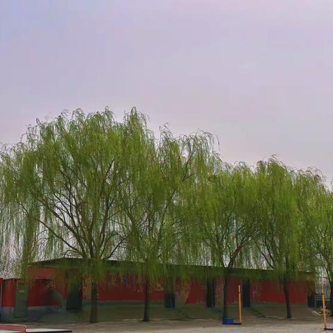 三中校校园春色