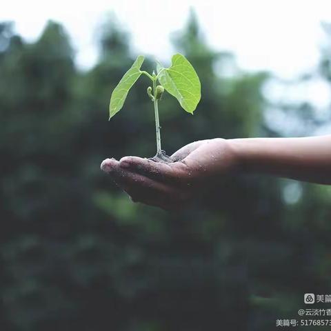 “植”得期待，“植”得回忆，春风十里，不及校园有你一抹绿意—4.3班家校同心植树节活动