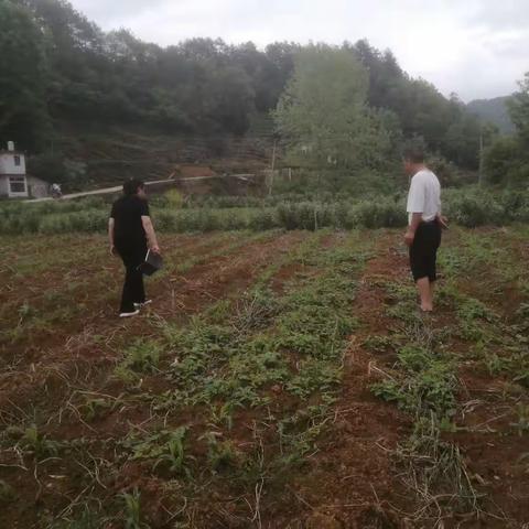 何坝街道农技干部安小敏在凌云村指导大豆玉米带状复合种植管理技术服务