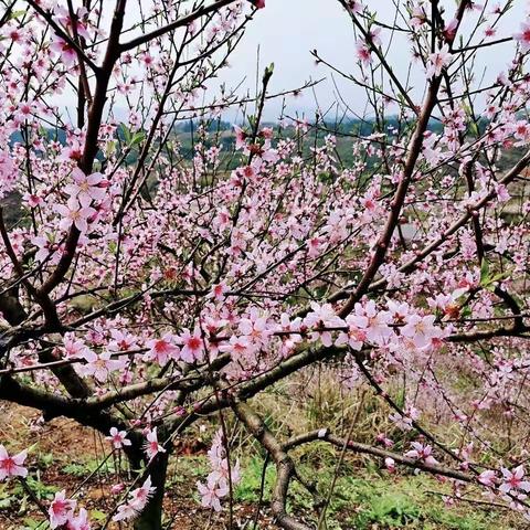 “桃花朵朵开”飞仙中心幼儿园—大三班❤️春游活动