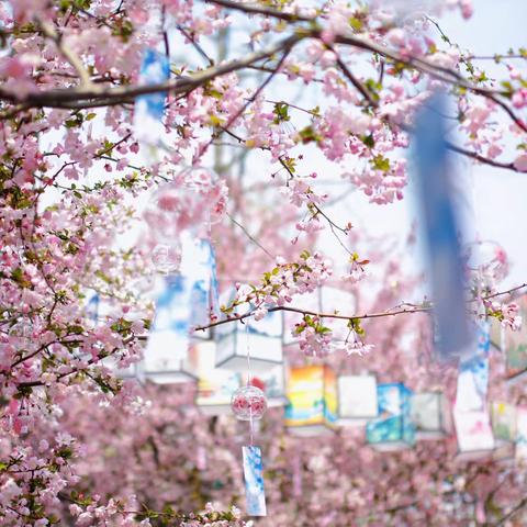 鼓楼支行“最美女神月·相约莫愁湖”财富私享客户答谢会