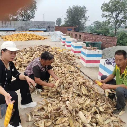 助农秋收真情帮扶温暖民心