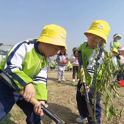 悠贝幼儿园中A班集体活动《快乐植树》