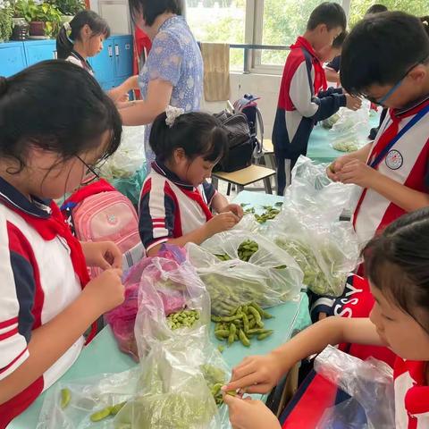 劳动最光荣，劳动我最美——安宁市实验学校五（6）班“剥毛豆”记