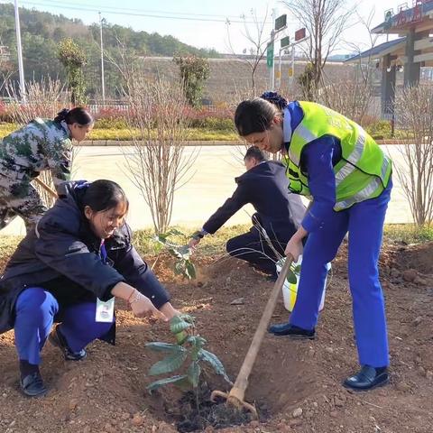 《九龙收费站》开展“植树爱树  绿化环境”活动