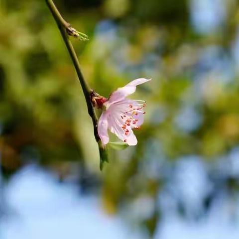 宝剑锋从磨砺出     梅花香自苦寒来