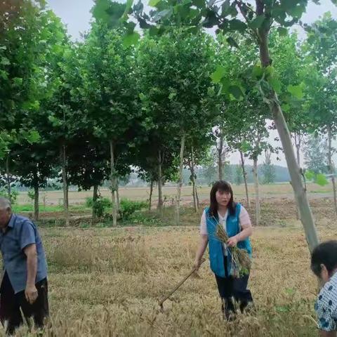 雨天无情人有情，互助夏收显真情