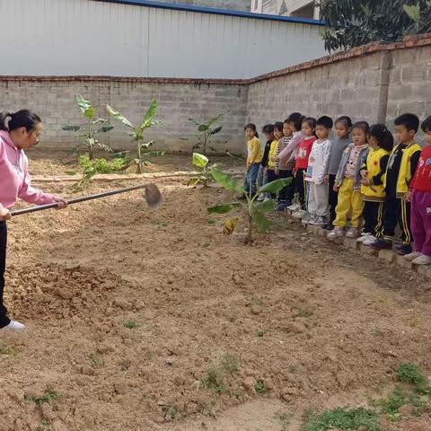 横州镇新花蕊幼儿园果果二班“我的小小菜园”