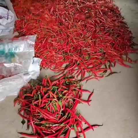 永和商会温情助销红辣椒