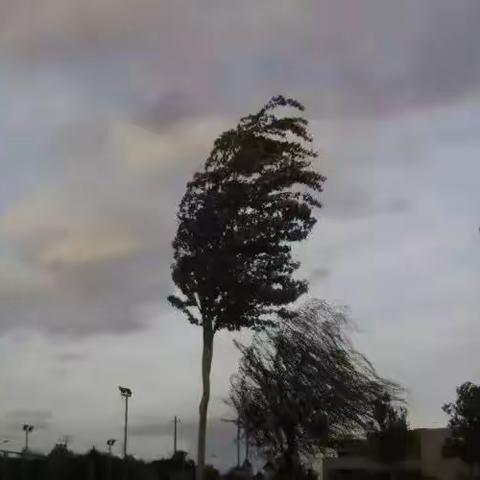 ❤️国网张家川县供电公司大风天气供电服务提示❤️