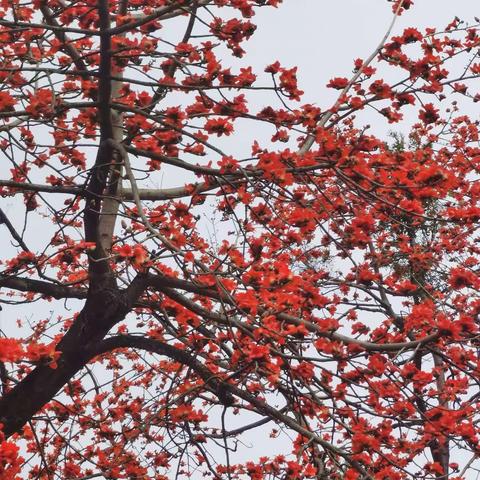 木棉花开好，学习要趁早