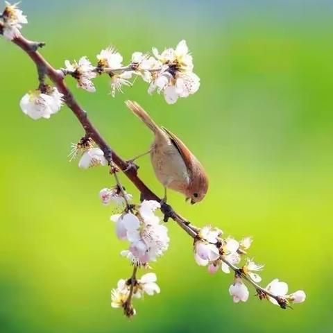 轻盈步伐展朝气，整齐路队亮风采——记临沂凤凰实验学校六年级路队风采评比展示