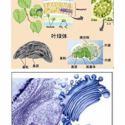 蒙自市第三中学八年级生物学和物理学实验操作（副本）