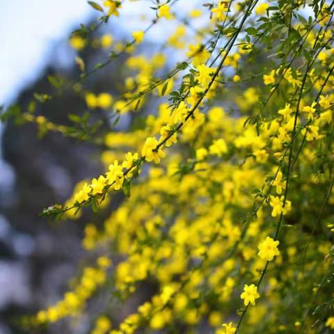 营地添新绿   打卡应有你！