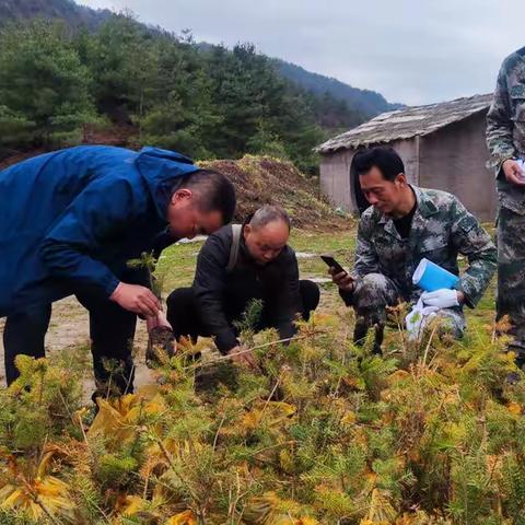 康南林业总场豆坝林场持续推进秦岭西段水源涵养与生物多样性保护修复项目