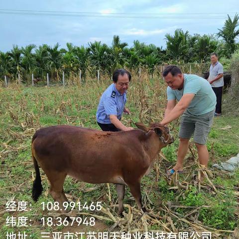 2023年5月11日，崖州区梅山片区全体动物防疫员，集中在梅西村免疫注射牛口蹄疫和禽流感疫苗