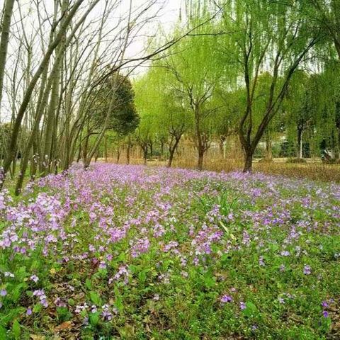 淡漠花开的美篇