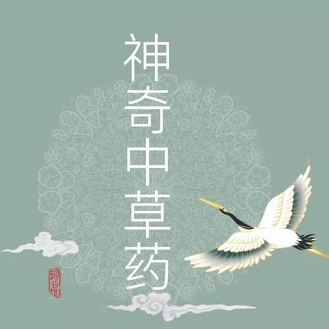 【阳光园中二班】神奇的中草药