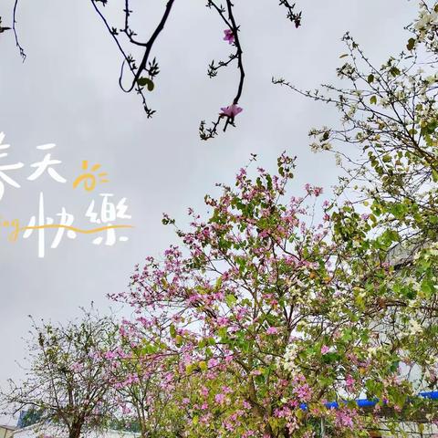 互教共学，携手共进——灵马镇小学数学中心组研训活动