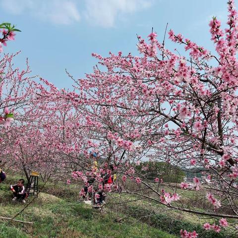 飞仙中心幼儿园·大一班《桃花朵朵开》户外实践活动