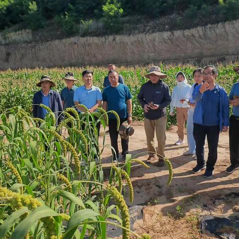 国家谷子高粱产业技术体系首席专家刁现民一行来宝塔区调研指导