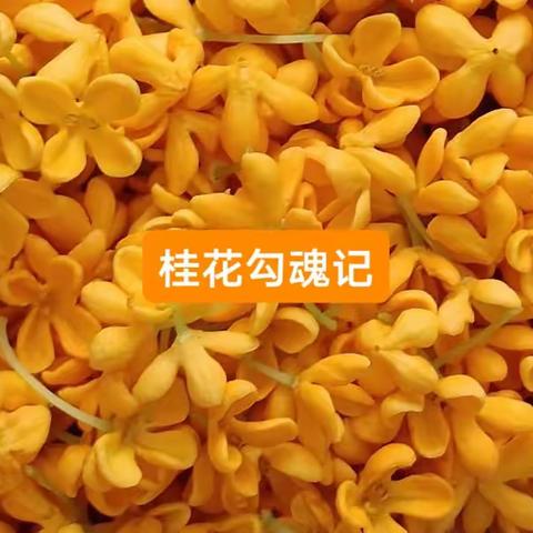 桂花勾魂记