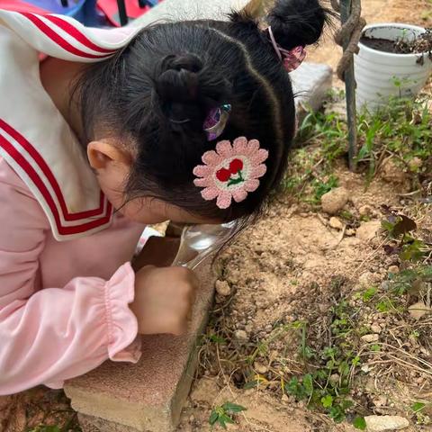 【蚂蚁呀嘿】伟禄雅苑中二班-班本课程